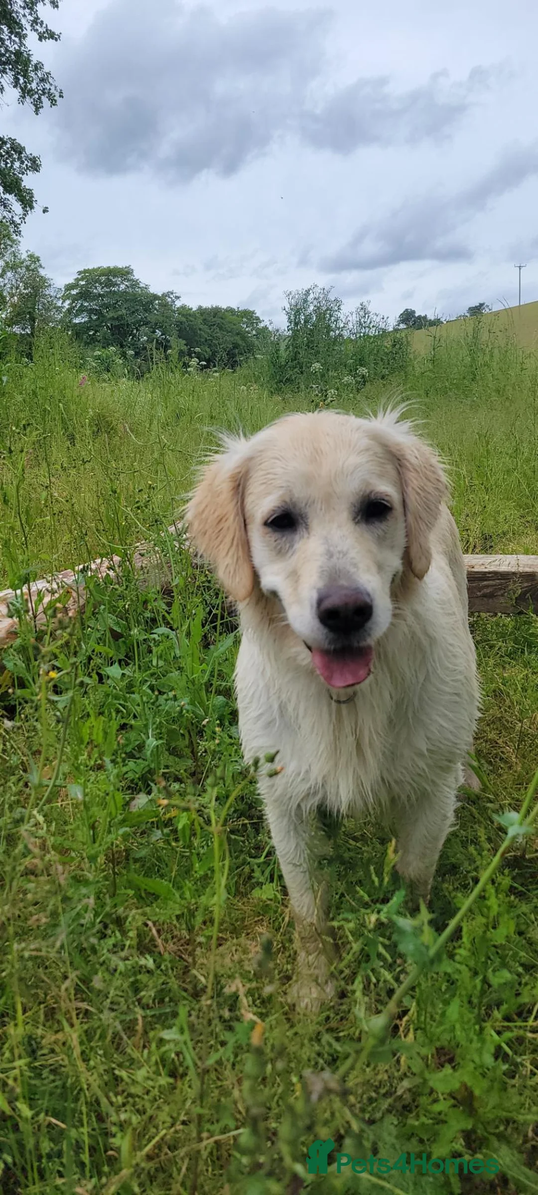 Golden Retriever dogs for sale: Wiating list for Therapy line Golden Retrievers - Advert 2