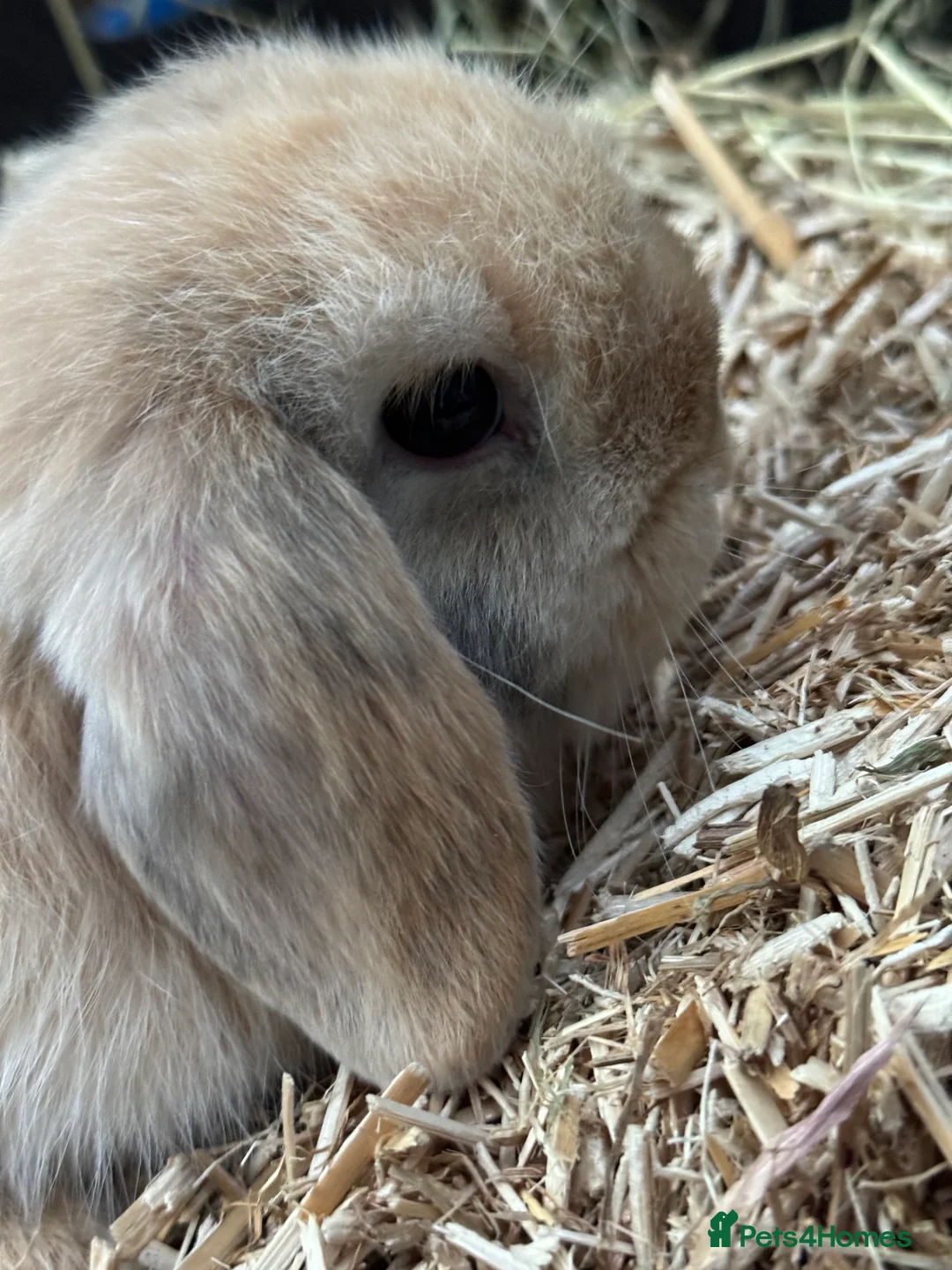 Mini Lop rabbits for sale: BEAUTIFUL MINI LOP BUNNIES - PEDIGREE  - Advert 6