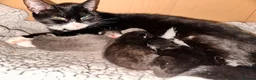 Domestic Shorthair cats for sale: 3 little kittens ready to leave.  - Advert 3