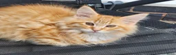 Maine Coon cats for sale: Maine Coons Ready Now!! 4 male 1 female  - Advert 12