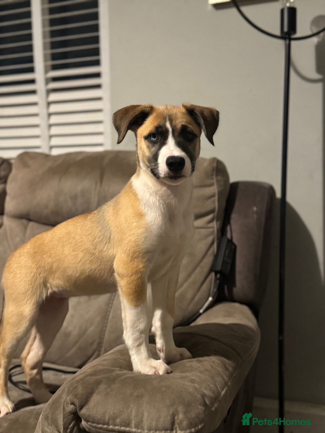 Mixed Breed dogs for sale: Staff x Husky Pup - Image 12