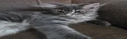 Mixed Breed cats for sale: 3 Norwegian Forrest x Persian Chinchilla kittens - Advert 15