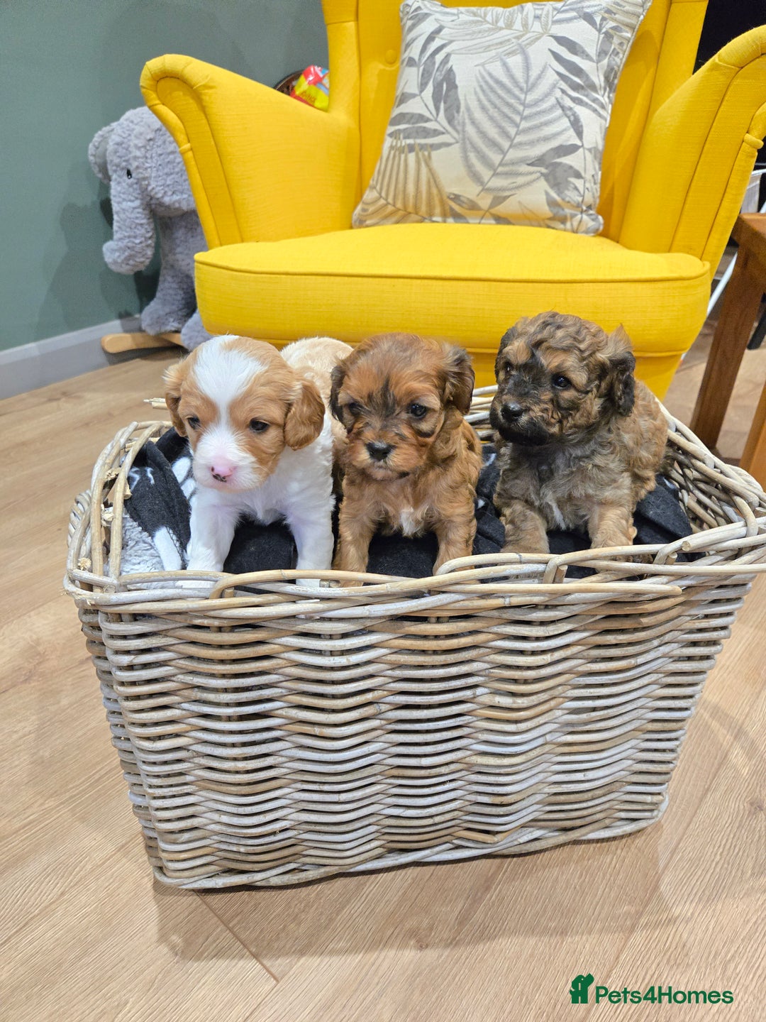 Cavapoo dogs for sale: cavapoo puppies - Image 3