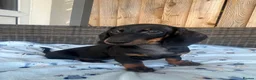 Dachshund dogs for sale: Dachshund  - Advert 8