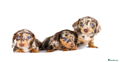 Miniature Dachshund dogs - Advert 2