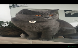 Scottish Fold cats for sale: Lovely Scottish straight girl - Image 18