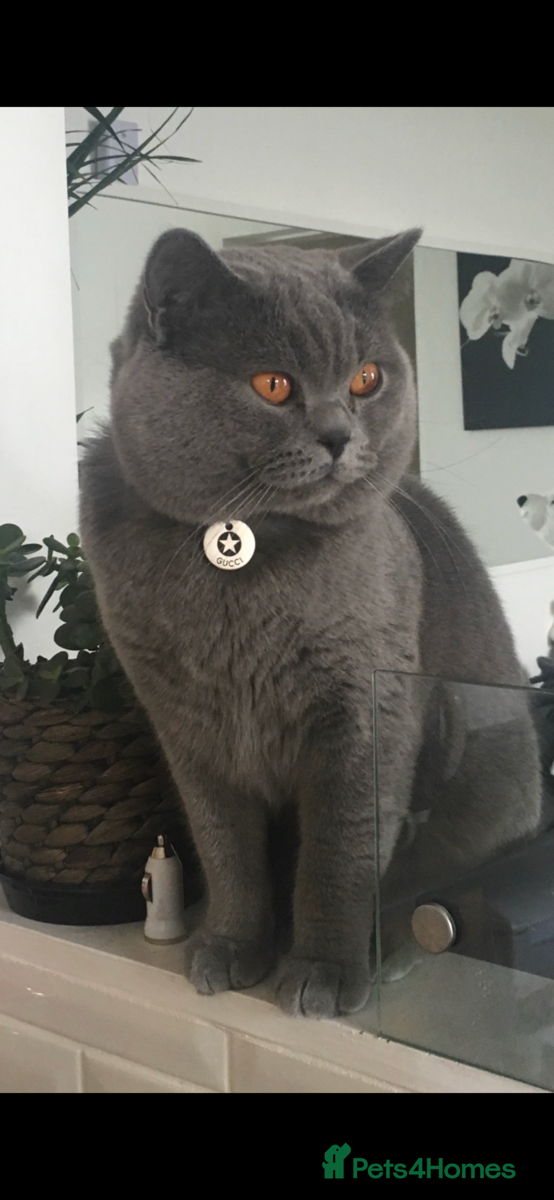 Scottish Fold cats for sale: Lovely Scottish straight girl - Image 18