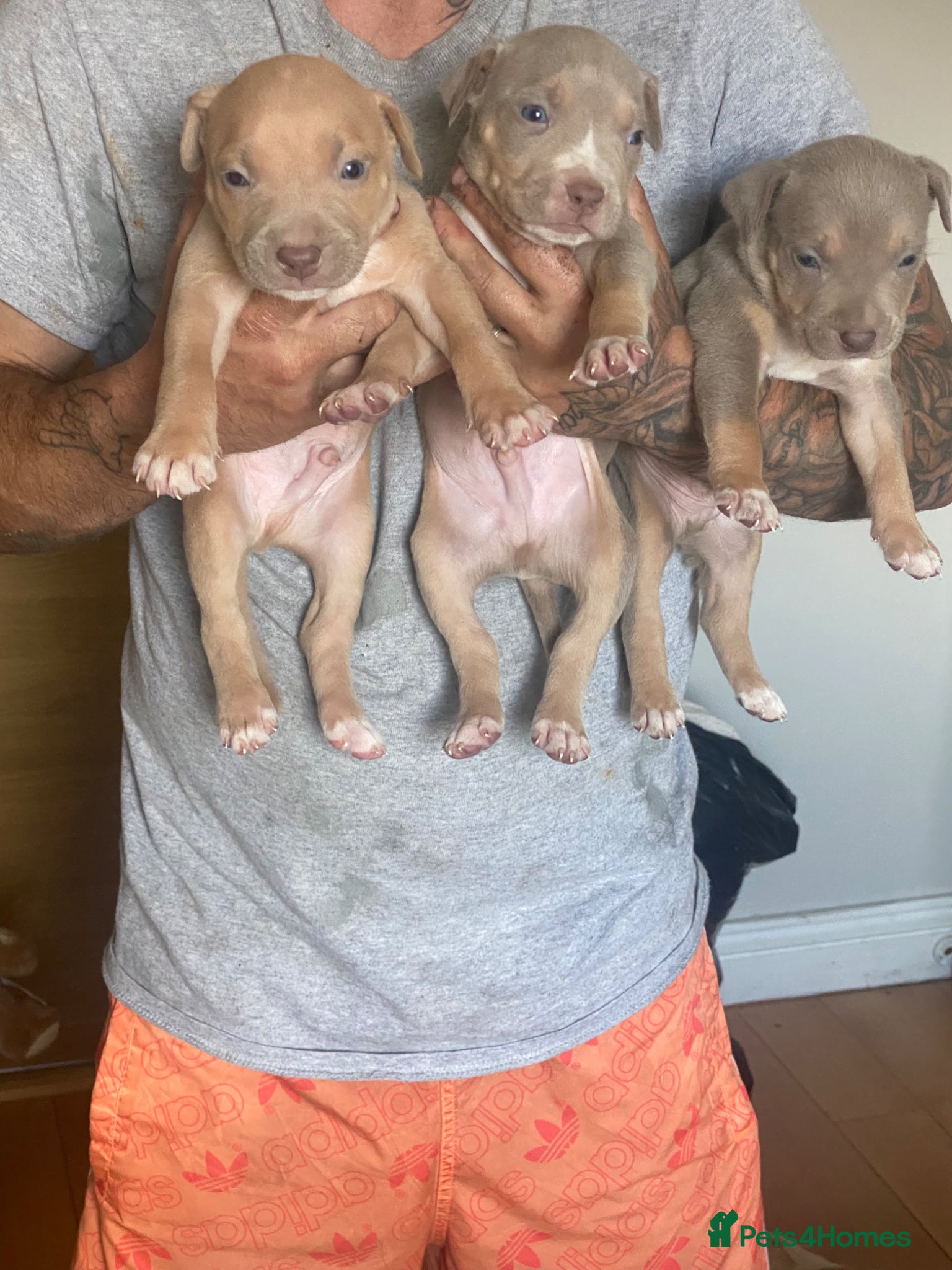 American Bully dogs LILAC TRI AMERICAN BULLY PUPS  - Advert 12