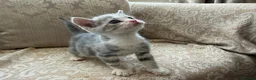 Scottish Fold cats for sale: 4 Scottish fold x Scottish straight  in Northampton - Advert 2