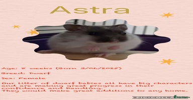 Hamster rodents - Advert 9