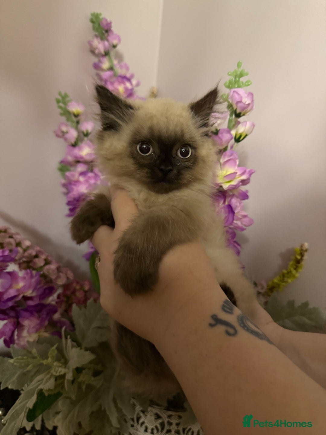 Persian cats for sale: Persians  - Image 11