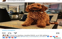 Cockapoo dogs for sale: Extensively Health Tested F1b cockerpoo Puppies  - Image 12