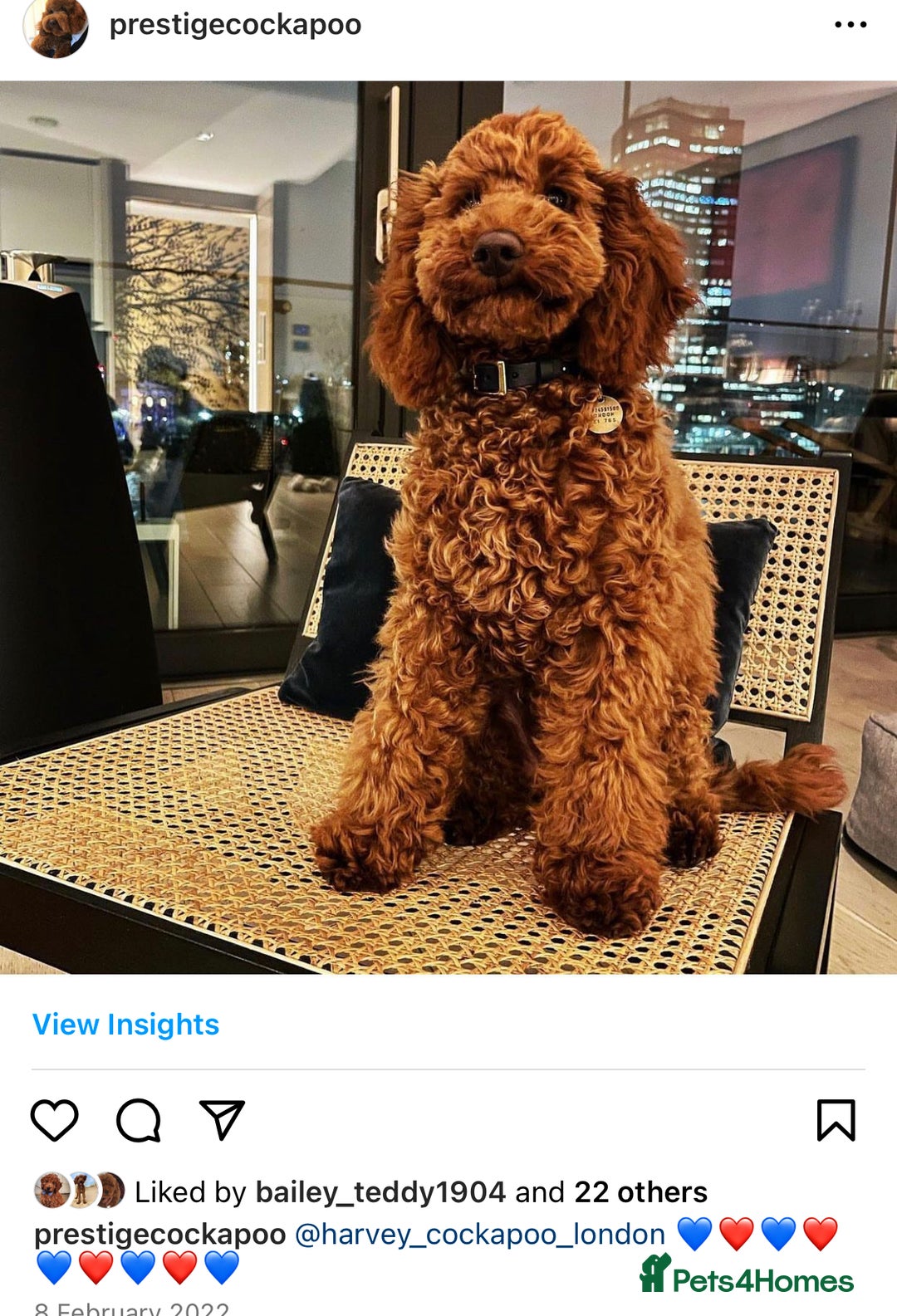 Cockapoo dogs for sale: Extensively Health Tested F1b cockerpoo Puppies  - Image 12