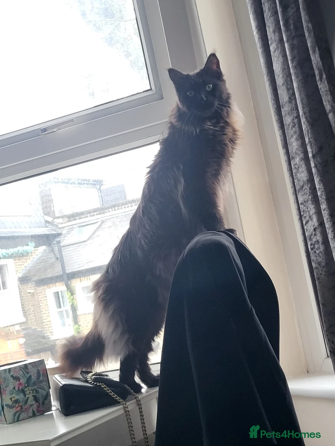 Maine Coon cats for sale: Beautiful Maine coon ready for her forever 🏡  - Advert 13