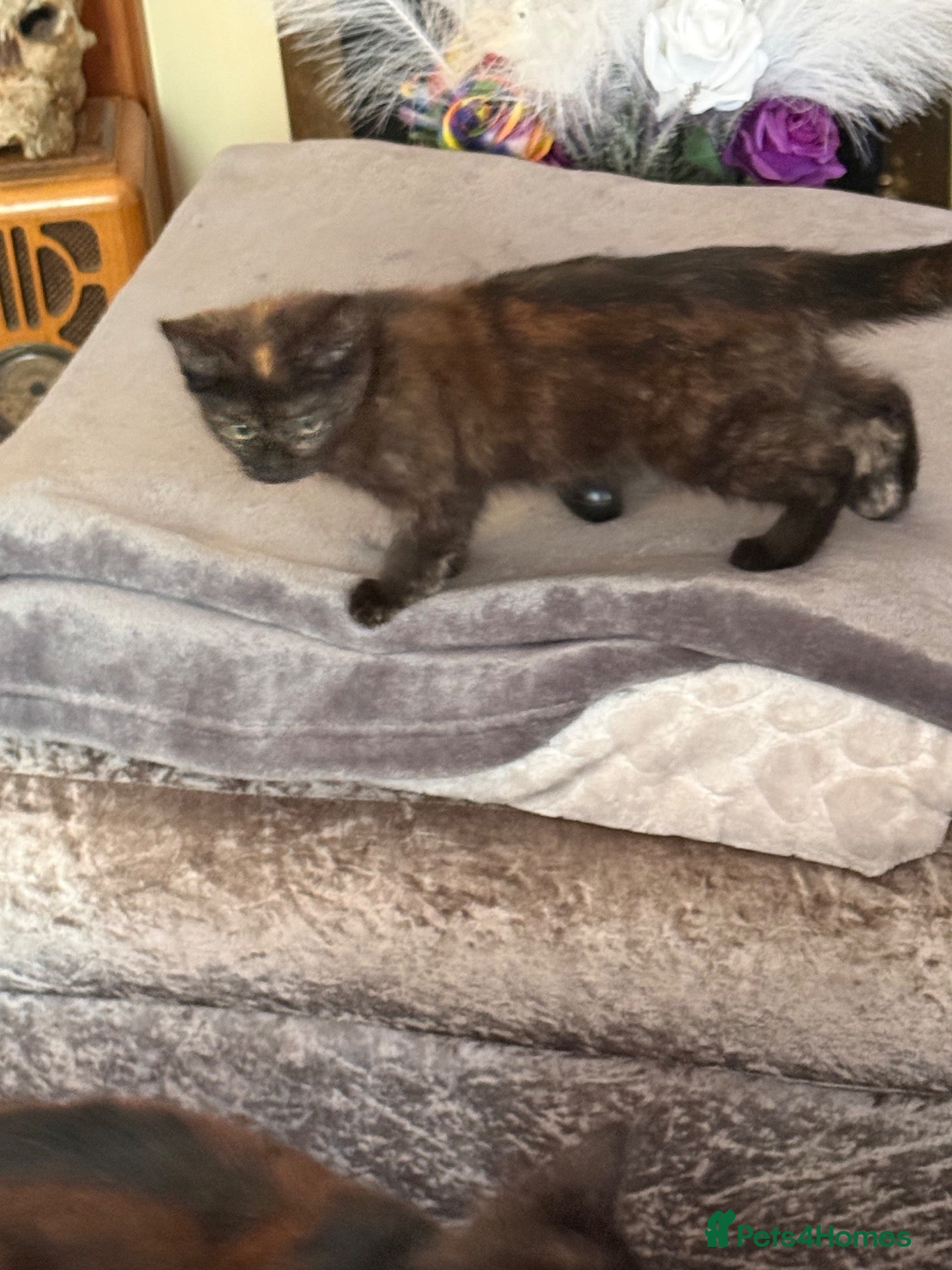 Mixed Breed cats Cats Free Manchester £0 - Advert 1