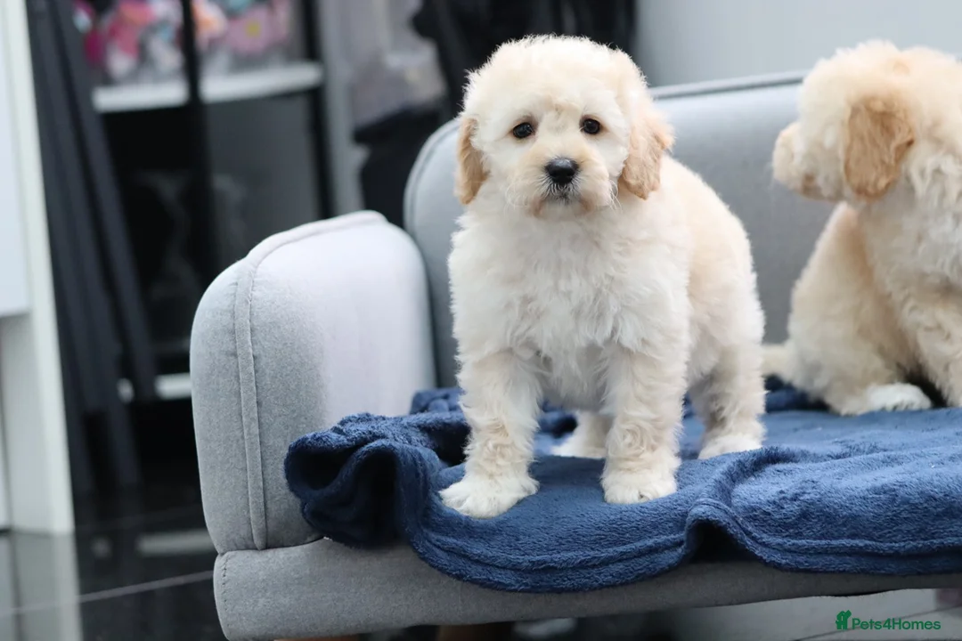 Cavapoochon dogs for sale: Cavapochon puppies for sale - Advert 31