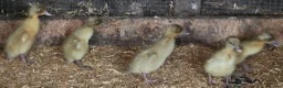 Ducks poultry for sale: Pure breed SILVER RUNNER Ducklings - Advert 4