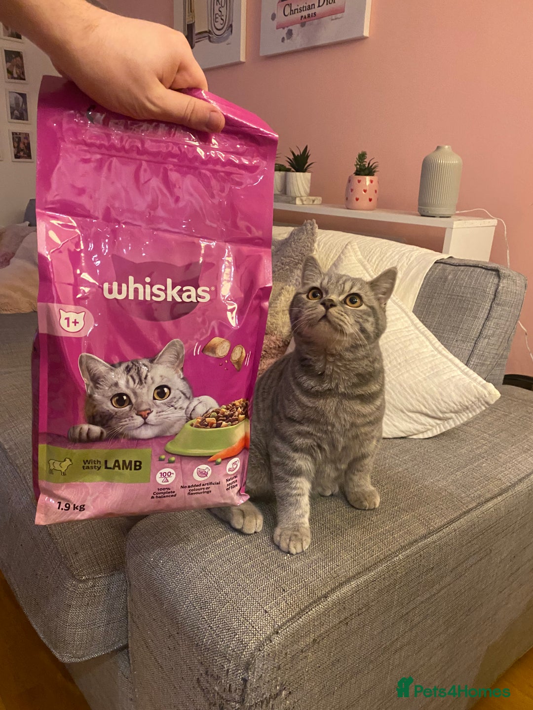British Shorthair cats for sale: Male BSH 1 Year Old  - Advert 11