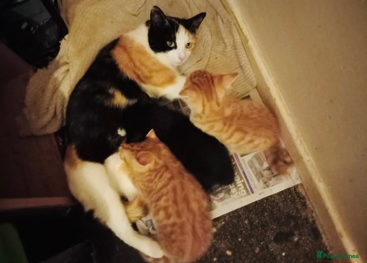 Mixed Breed cats six lovely kittens ready this weekend  - Advert 1