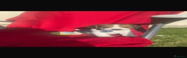 Beagle 1