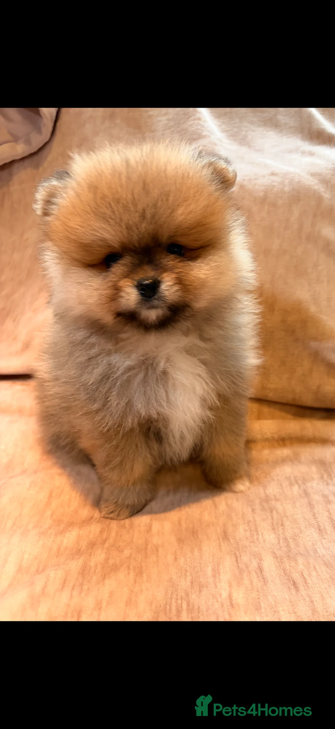 Pomeranian dogs for sale: Beautiful Pomeranian babies - Advert 10