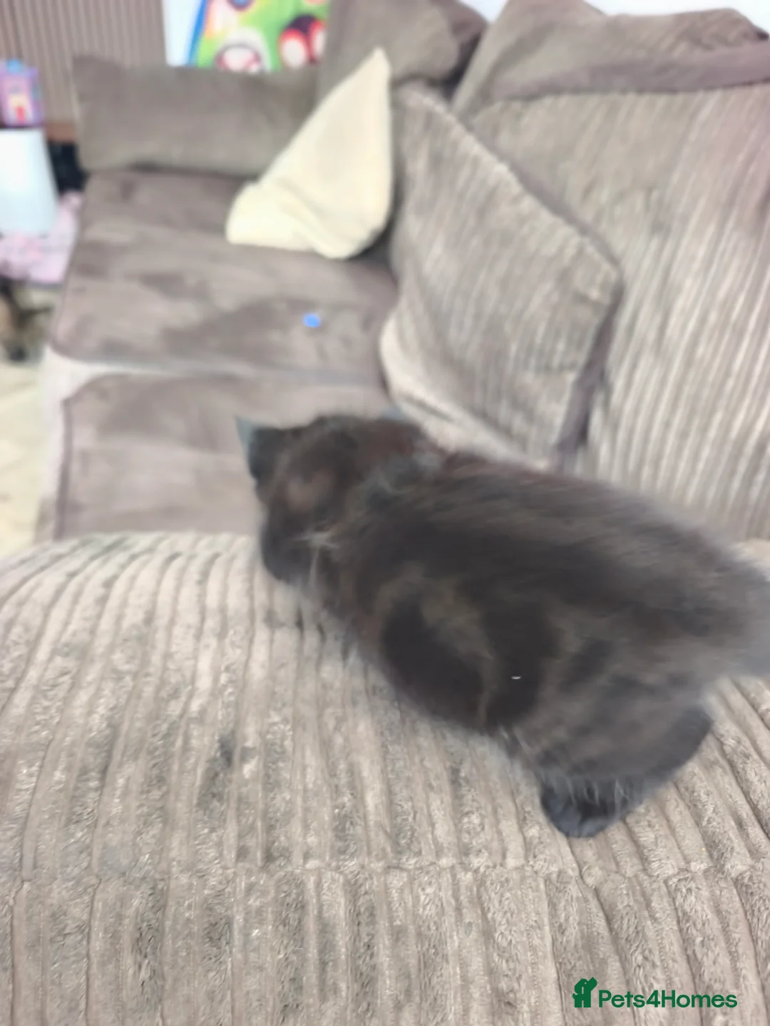 Domestic Shorthair cats for sale: Gorgeous Black Kitten – Friendly & Playful in Manchester - Advert 6