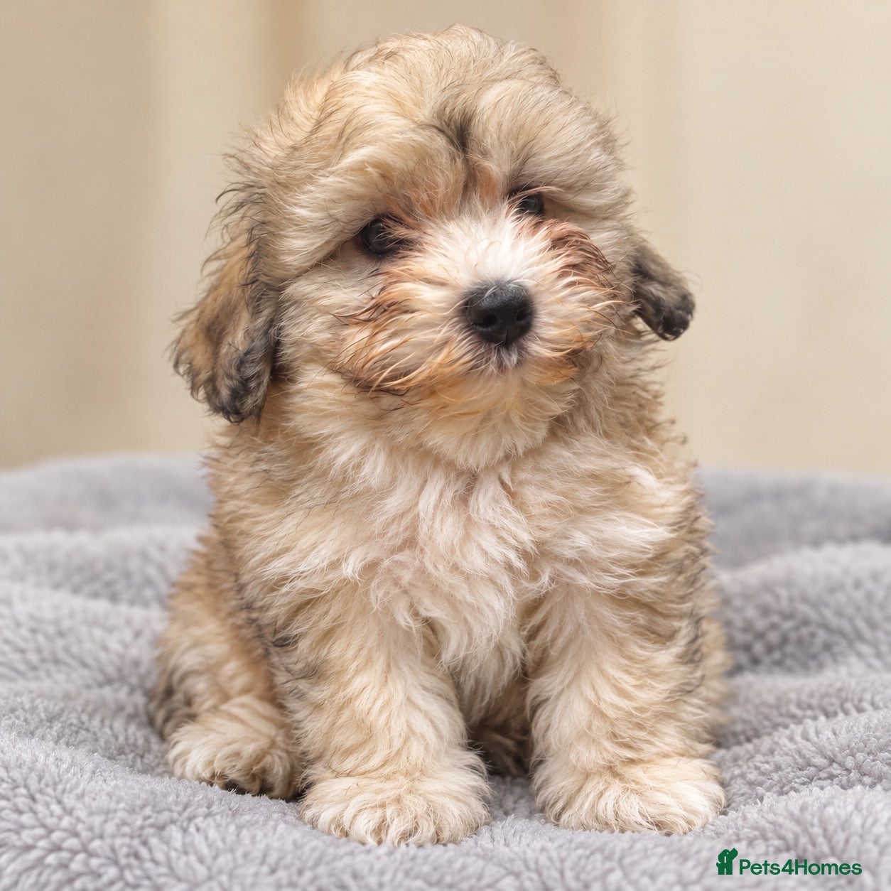 Maltipoo dogs Toy maltipoo puppies - Advert 12