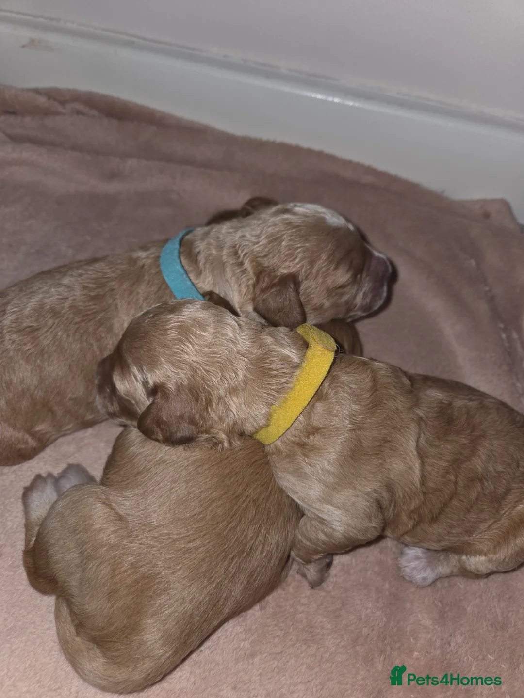 Cockapoo dogs for sale: F2 Cockapoo Puppies - Advert 16