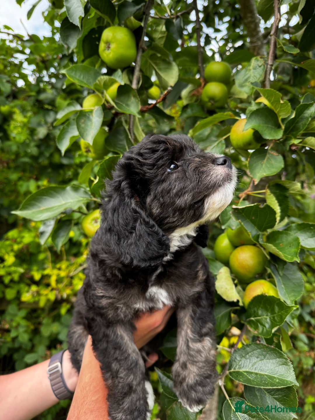 Labradoodle dogs for sale: One beautiful F1B Labradoodle puppy left!  - Image 1