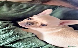 French Bulldog dogs for sale: REDUCED .... Fabulous joyful puppy for sale - Image 2