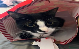 Domestic Shorthair cats for sale: Female cat  - Image 3