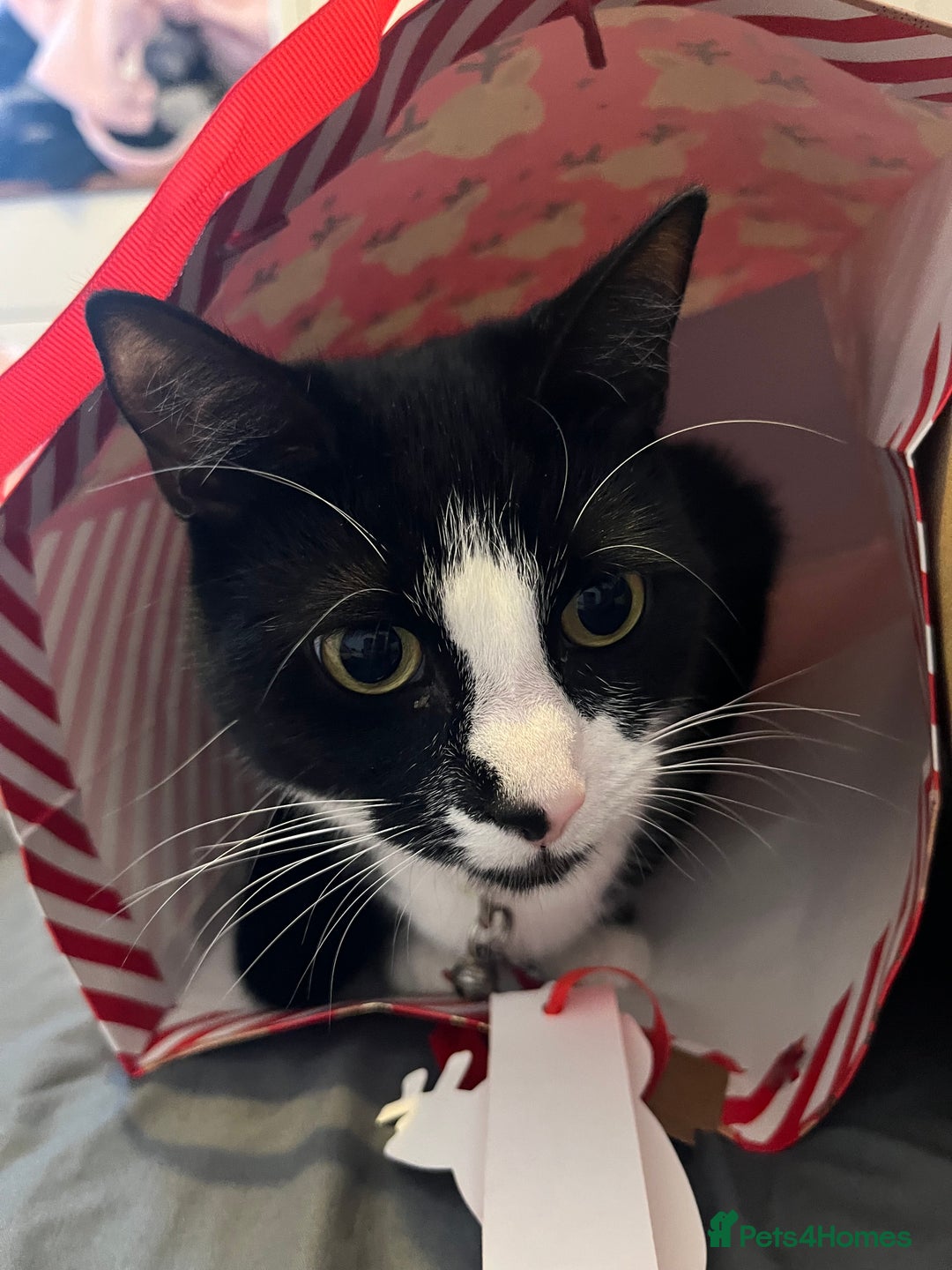 Domestic Shorthair cats for sale: Female cat  - Image 3