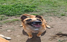 Belgian Shepherd Dog dogs for stud: Proven, KC, BSD malinois stud. HEALTH TESTED in Treorchy - Image 9
