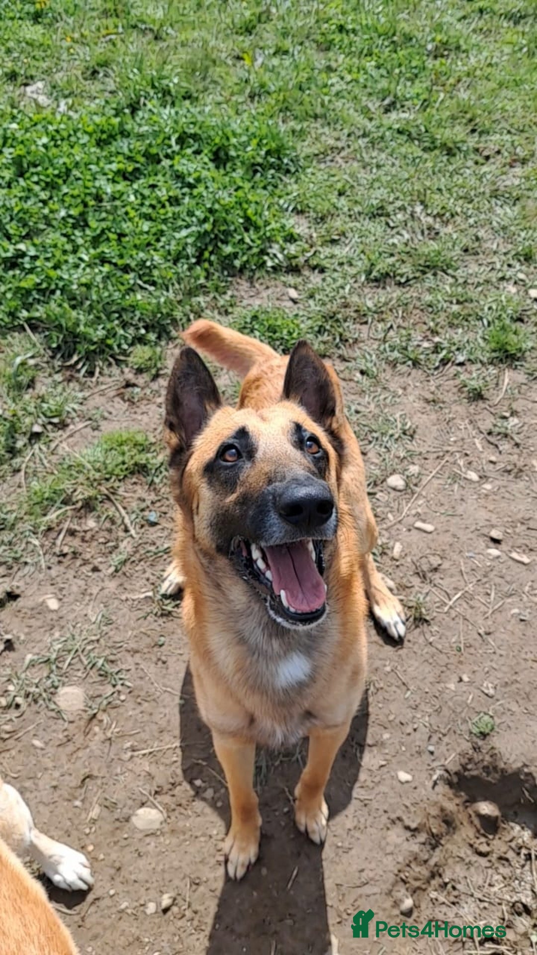 Belgian Shepherd Dog dogs for stud: Proven, KC, BSD malinois stud. HEALTH TESTED in Treorchy - Image 9