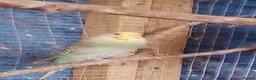 Budgerigars birds for sale: 2 pairs of adult budgies  - Advert 7