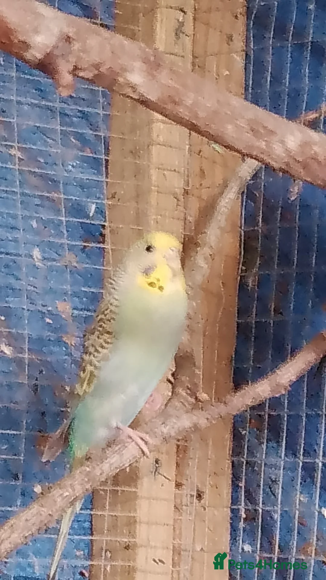 Budgerigars birds for sale: 2 pairs of adult budgies  - Advert 7