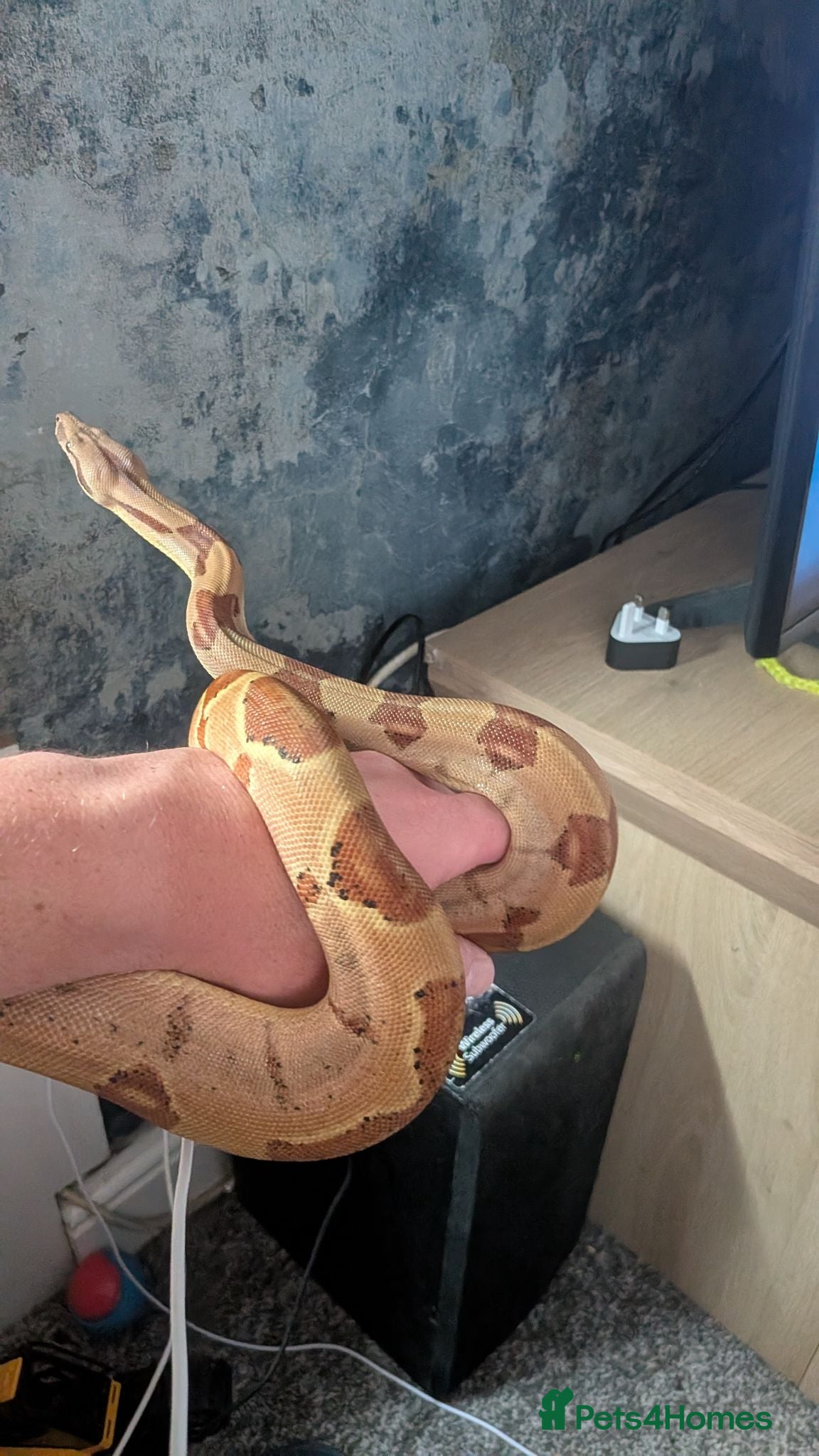 Boa Snake reptiles Dwarf boa  - Advert 3