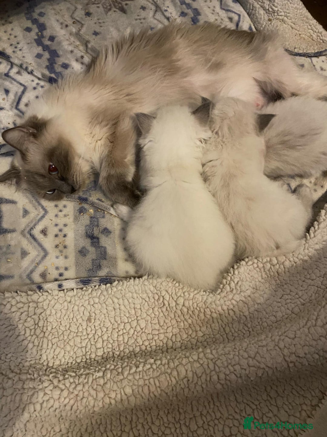 Ragdoll cats for sale: Ragdoll kittens ready now  - Image 8
