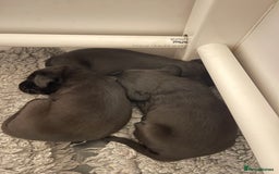 Labrador Retriever dogs for sale: 9 KC Black Lab Pups  - Image 16