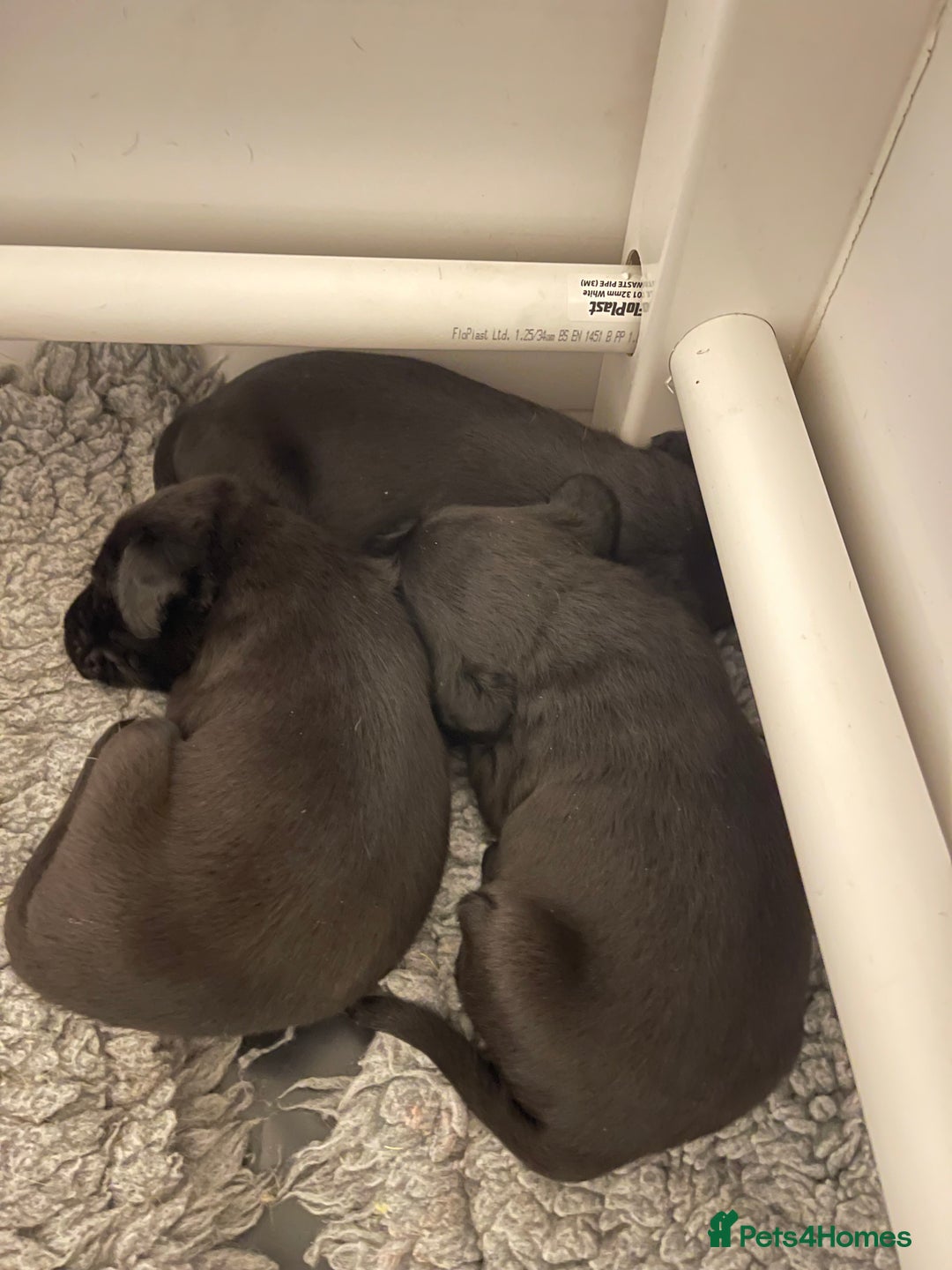 Labrador Retriever dogs for sale: 9 KC Black Lab Pups  - Image 16