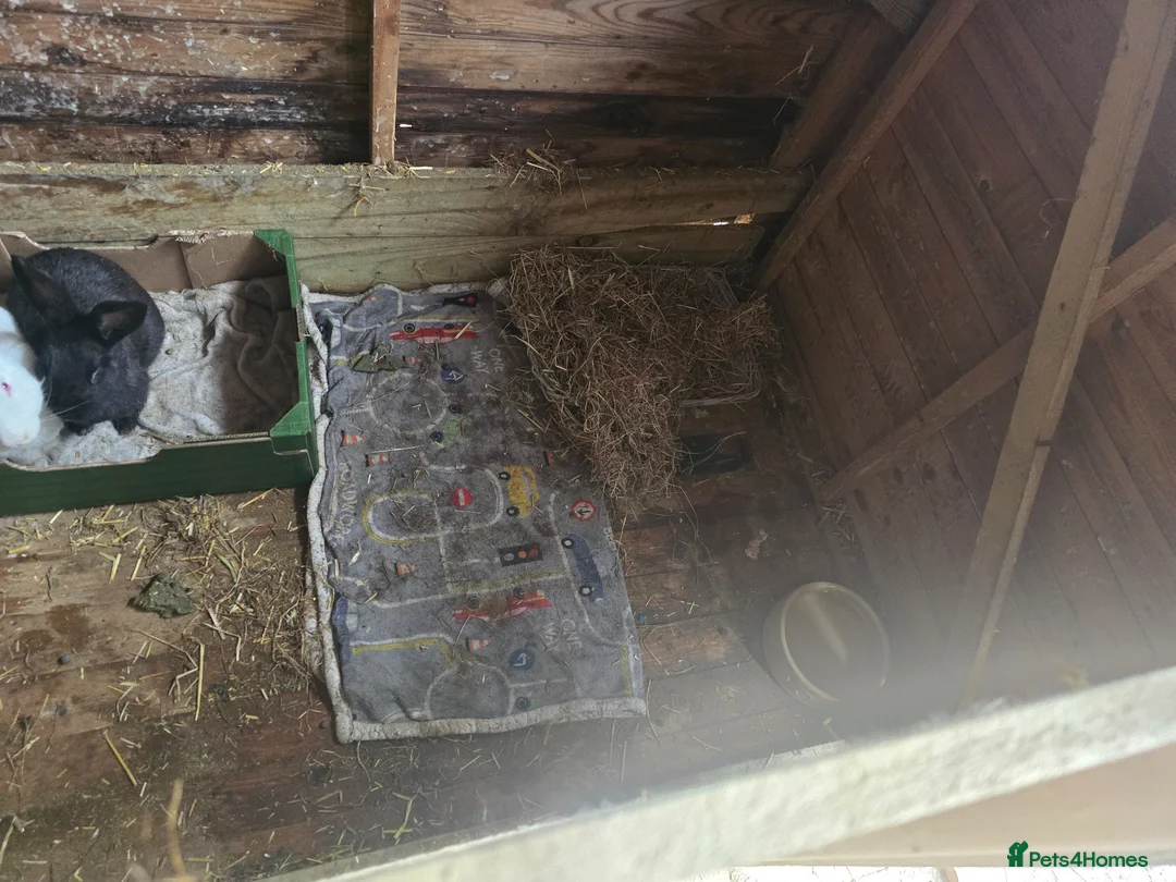 Mixed Breed rabbits for sale: Flemish giant x conti giant  - Advert 6