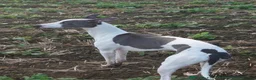 Whippet dogs for sale: Whippet puppies  in Tonbridge - Advert 13