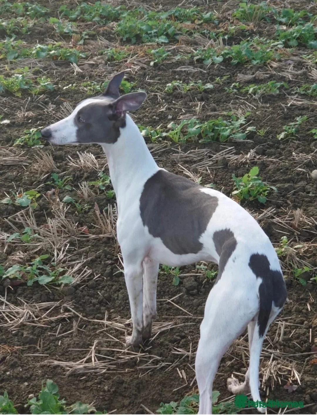 Whippet dogs for sale: Whippet puppies  in Tonbridge - Advert 13