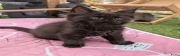 Maine Coon cats for sale: Tica registered mainecoons  - Advert 30
