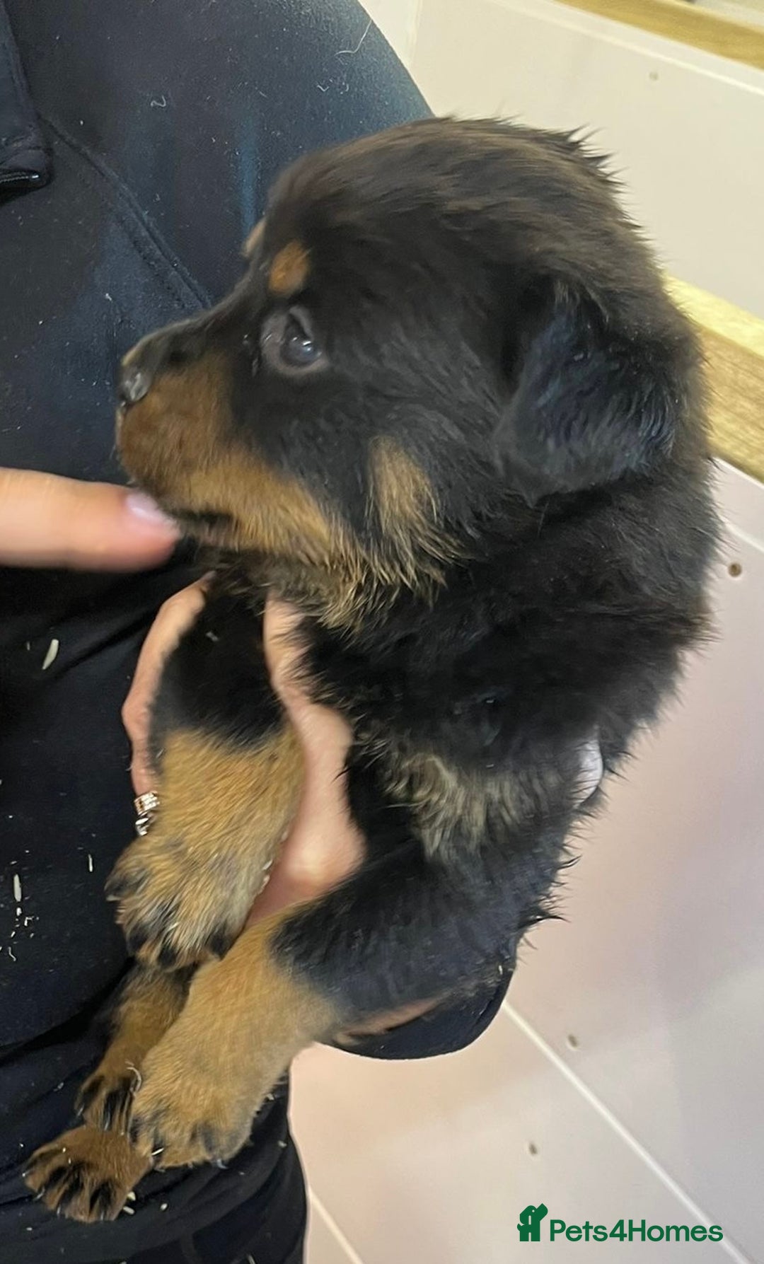 Rottweiler dogs for sale: 🤎🖤🦍 KC REGISTERED 5 ⭐️ BREEDER - Advert 35