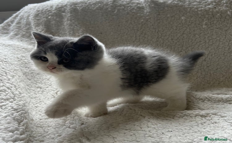 British Shorthair cats in Mold - Advert 4