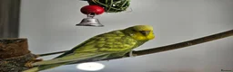 Budgerigars birds for sale: Budgies - Bobbie & Mango in Westbury - Advert 5