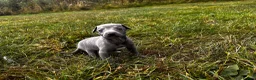 Italian Greyhound dogs for sale: KC Registered Italian Greyhounds Puppies - Advert 4