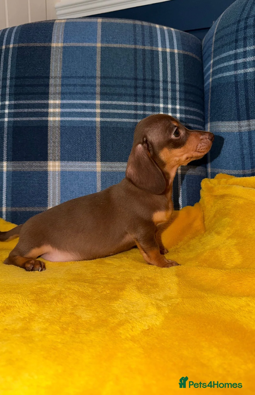Miniature Dachshund dogs for sale: Stunning Mini Dachshund Puppies READY NOW - Advert 2
