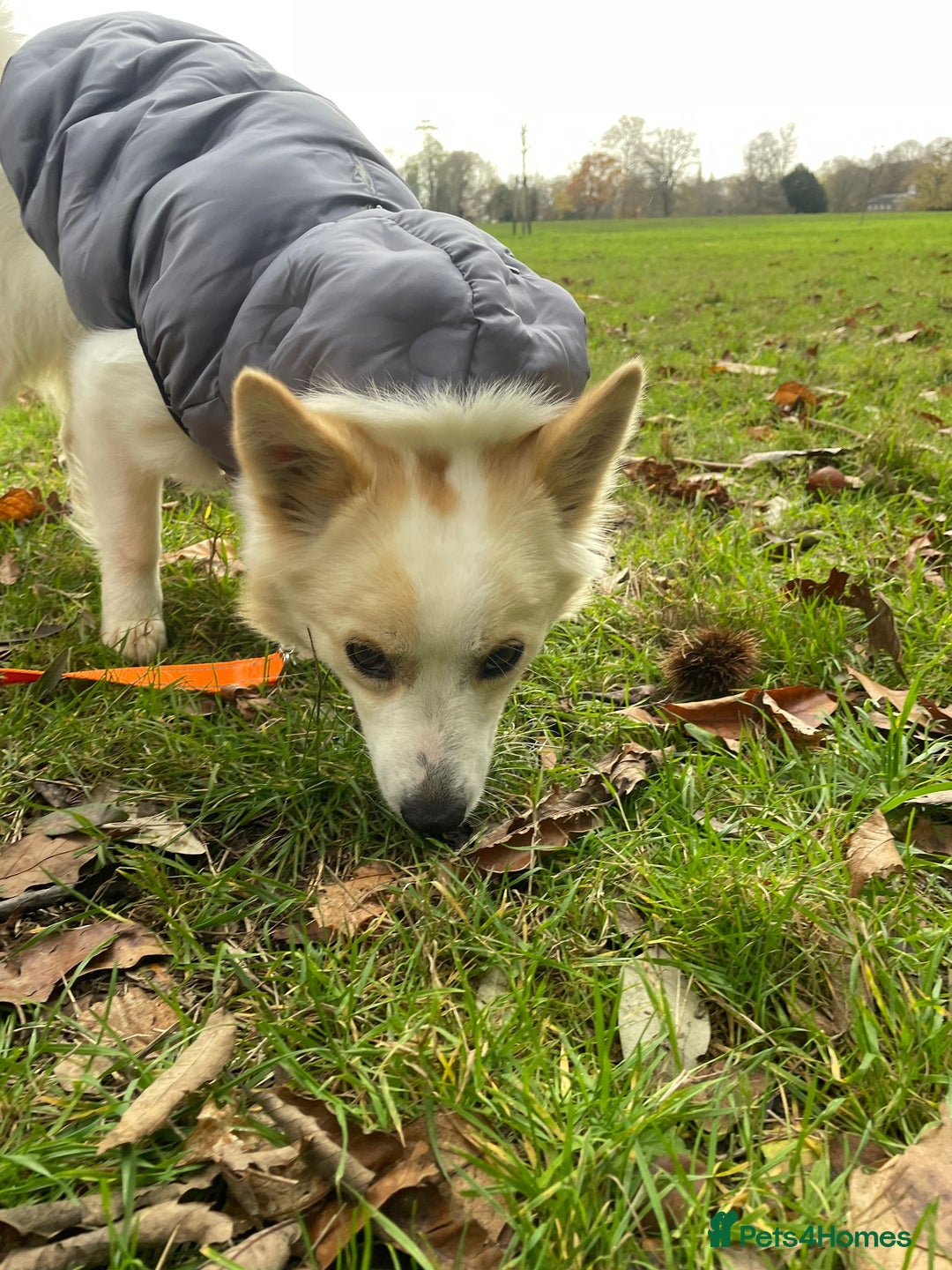 German Spitz dogs for adoption: Rescued Spitz Lola Looking For Her New Home - Advert 11